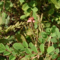 Indigofera hirsuta L.